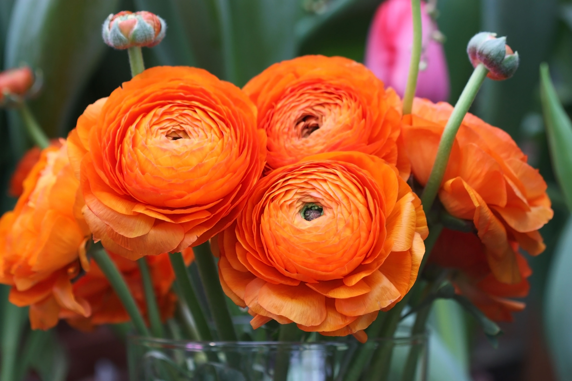 Three Ranunculus asiaticus in vivid orange take the centre stage in this picture, with a few buds poking out too 